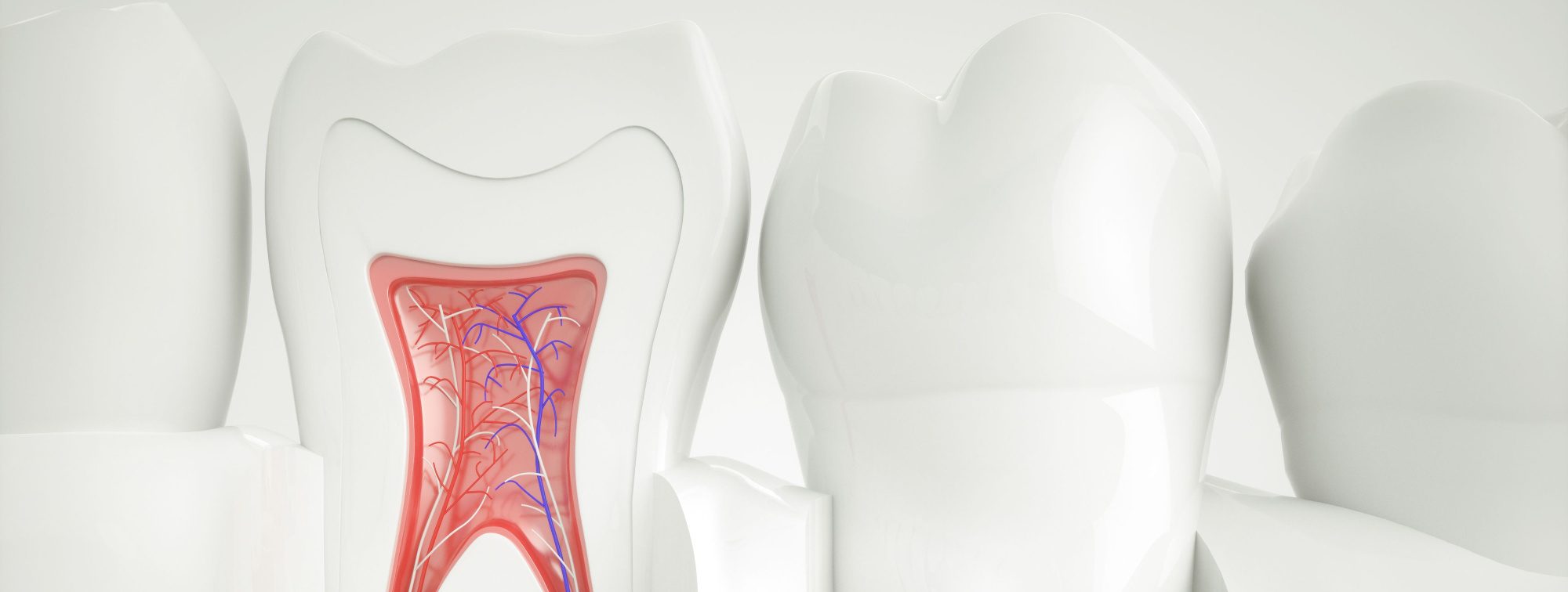 Close up Graphic Designed Image Of Inside of White Tooth and Root Canals with three surrounding teeth